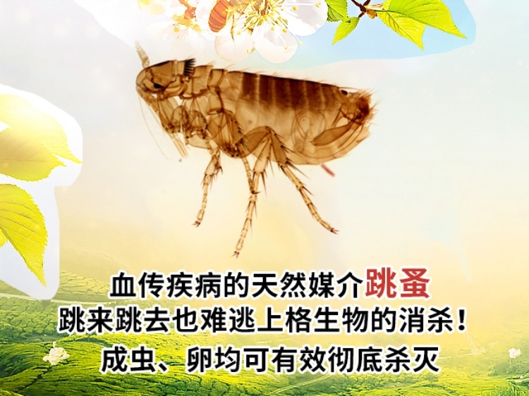 灭白蚁_灭白蚁有毒吗_灭白蚁部门