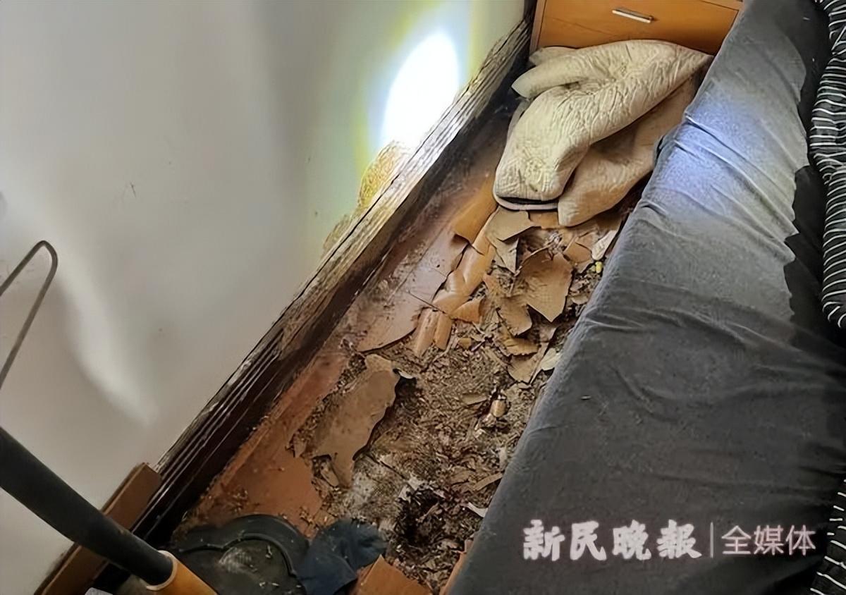 灭白蚁一年后又发现白蚁怎么办_白蚁灭了还会反复吗_白蚁灭完后怎么处理