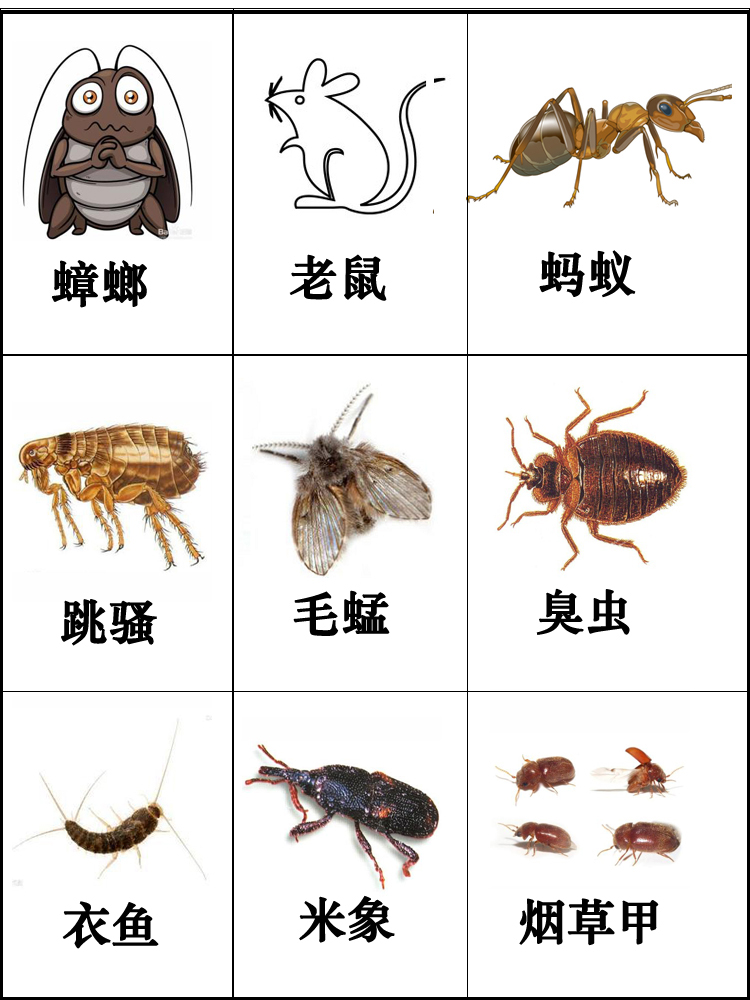 什土方法灭蟑螂好 灭跳蚤最有效的土方法