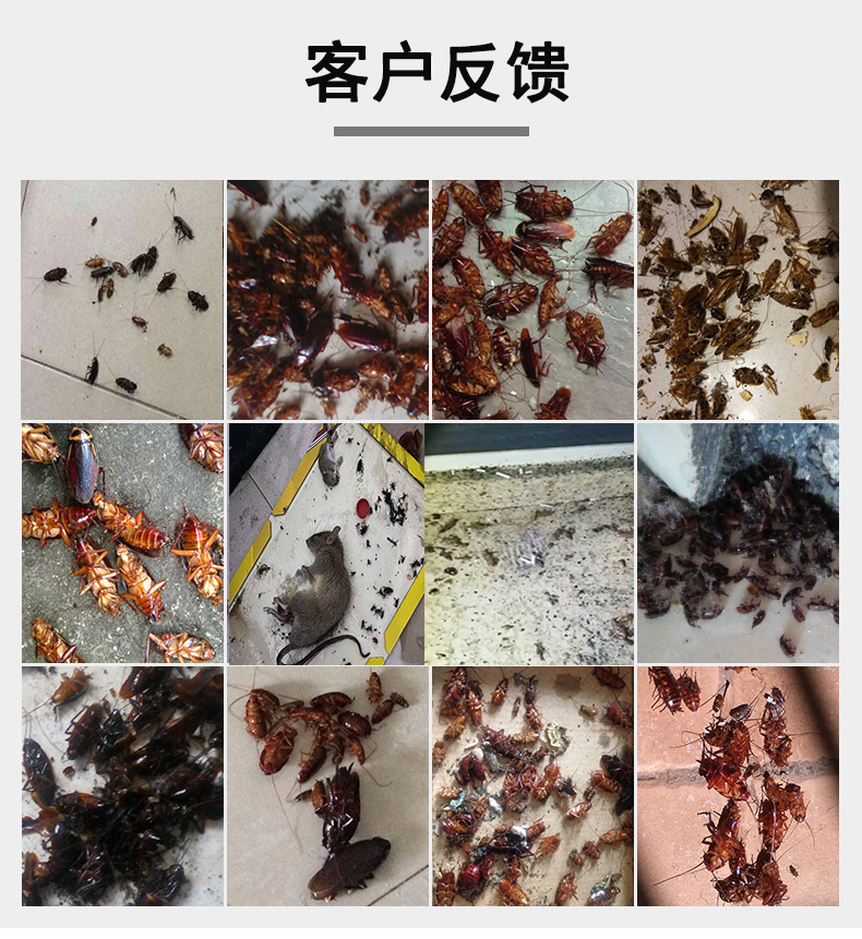 什土方法灭蟑螂好 灭跳蚤最有效的土方法
