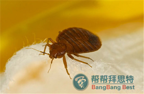 灭臭虫的方法_怎样灭臭虫有效又安全_灭臭虫的最好方法