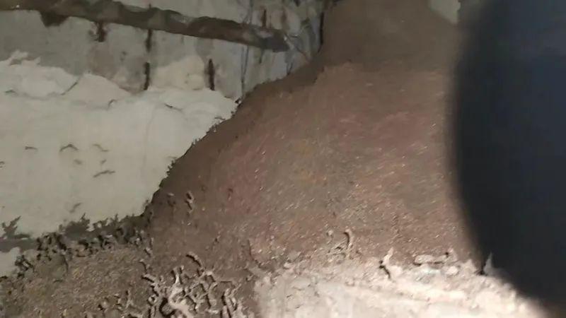 白蚁灭完后怎么处理_白蚁灭了还会反复吗_灭白蚁一年后又发现白蚁怎么办