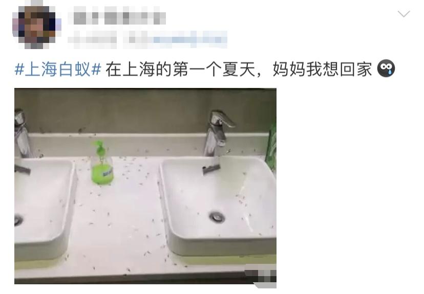 白蚁灭完后怎么处理_白蚁灭了还会反复吗_灭白蚁一年后又发现白蚁怎么办