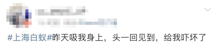 白蚁灭了还会反复吗_白蚁灭完后怎么处理_灭白蚁一年后又发现白蚁怎么办