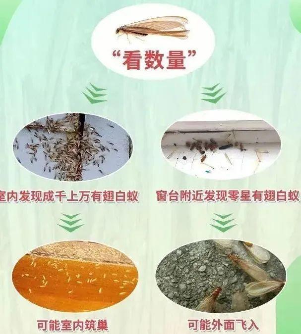 白蚁灭了还会反复吗_白蚁灭完后怎么处理_灭白蚁一年后又发现白蚁怎么办