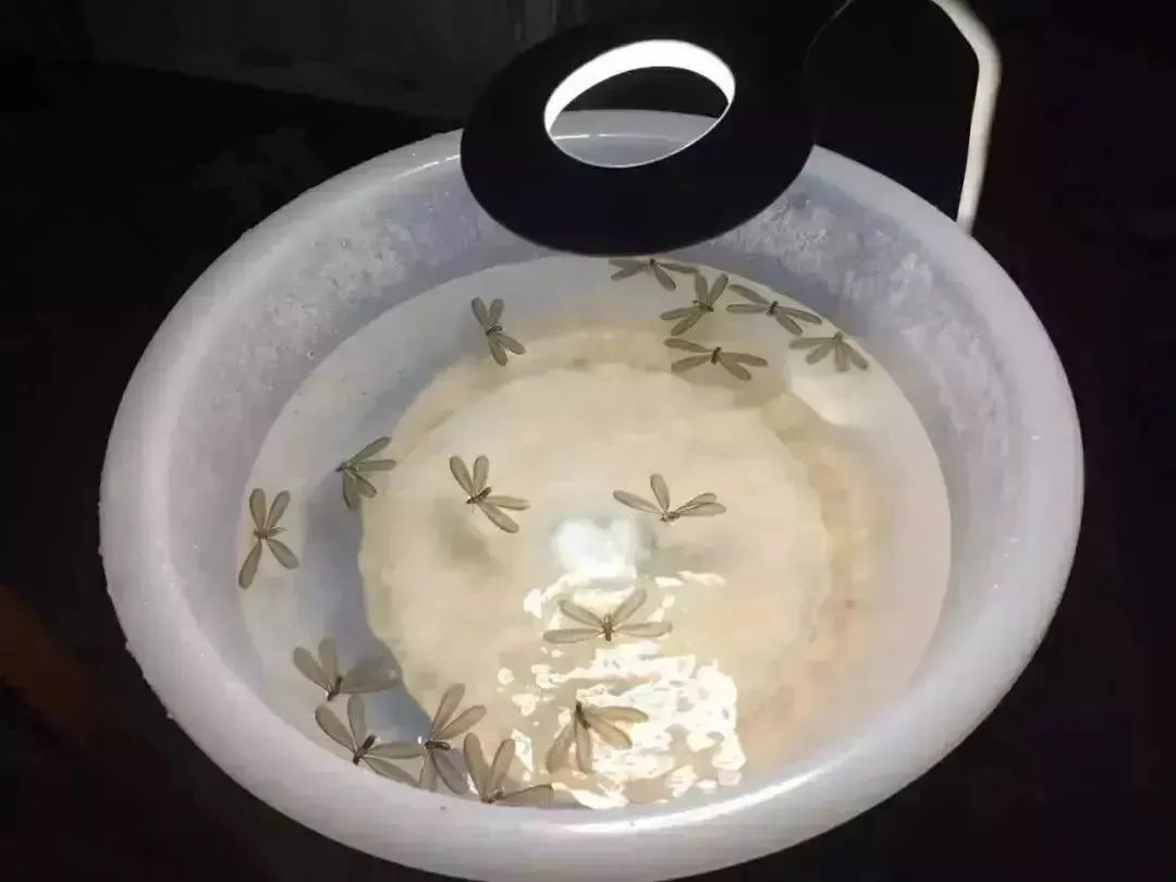 灭白蚁一年后又发现白蚁怎么办_白蚁灭了还会反复吗_白蚁灭完后怎么处理