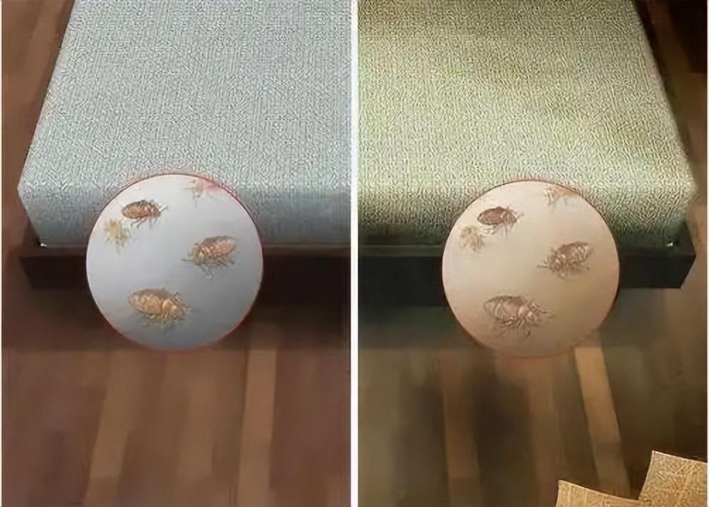 室内杀臭虫什么药最好_室内灭臭虫_室内臭虫怎么消灭