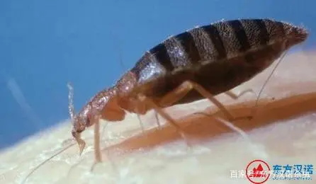 灭臭虫的最好方法_杀灭臭虫方法全集_灭臭虫的方法