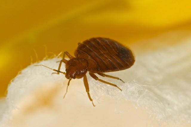 室内臭虫怎么彻底消灭_室内灭臭虫_室内杀臭虫什么药最好