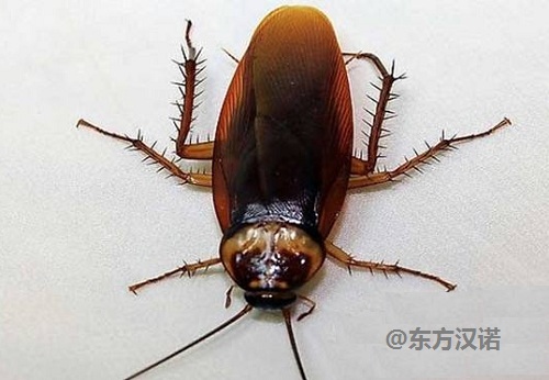 蟑螂怎么消灭最彻底小妙招知乎_蟑螂消灭小妙招_灭蟑螂小窍门