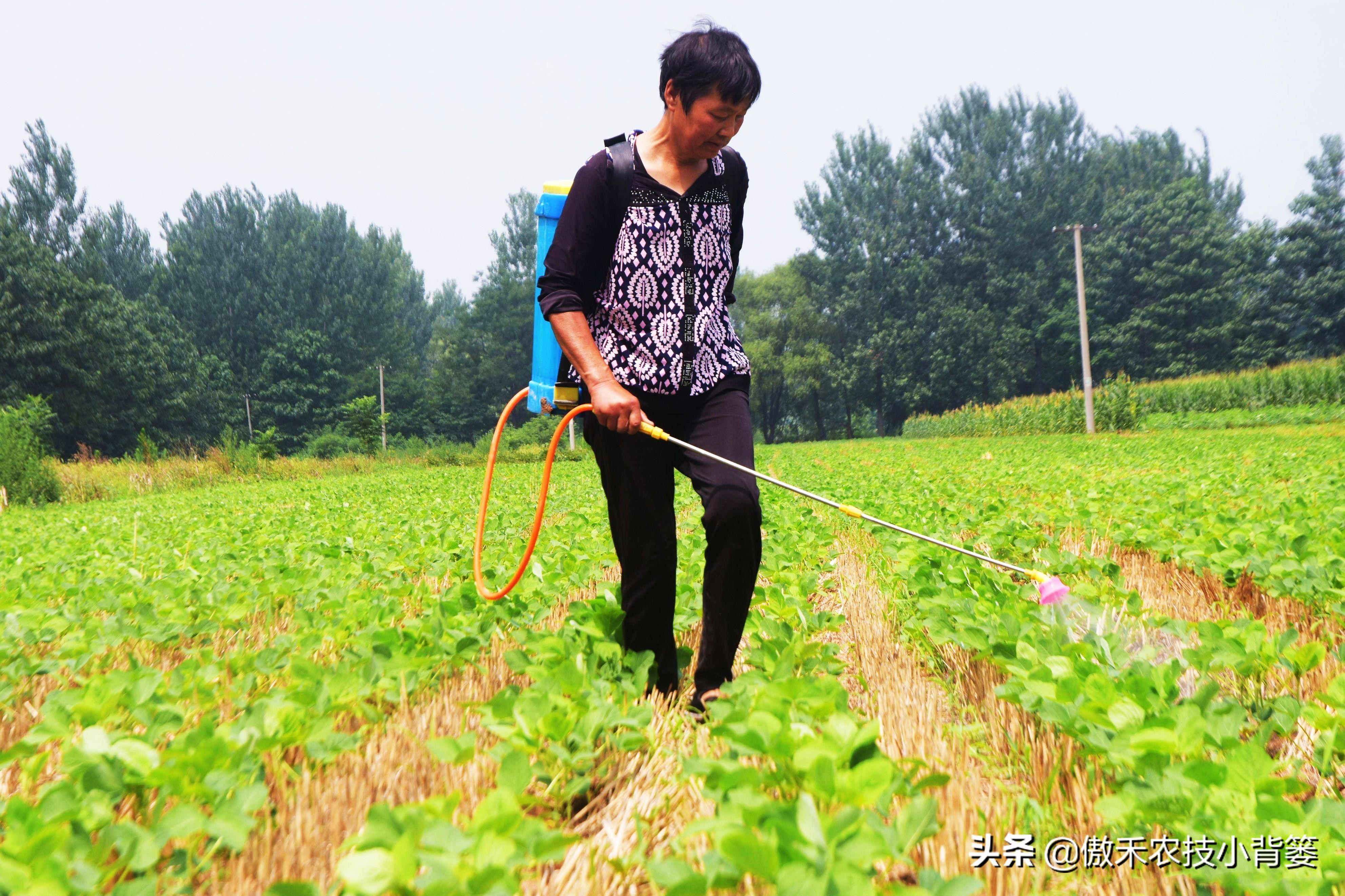 灭跳骚杀虫剂_灭跳蚤农药_杀虫剂灭跳蚤