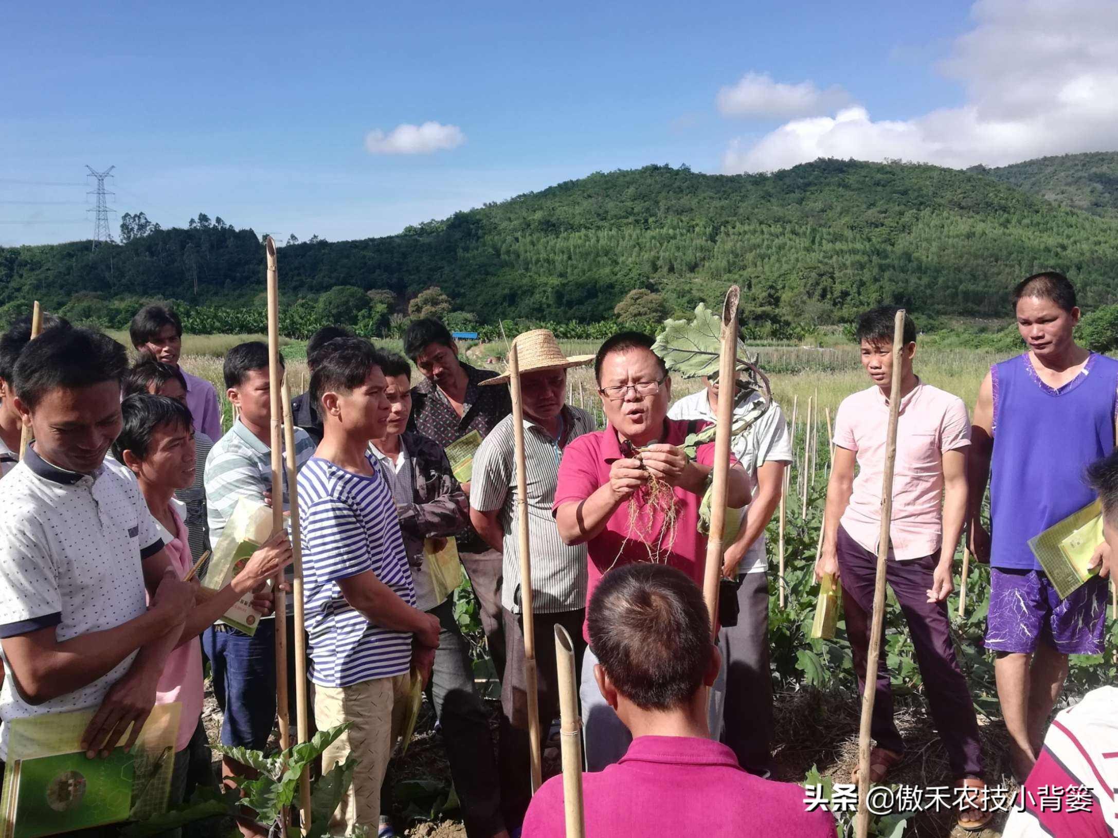 灭跳蚤农药_灭跳骚杀虫剂_杀虫剂灭跳蚤