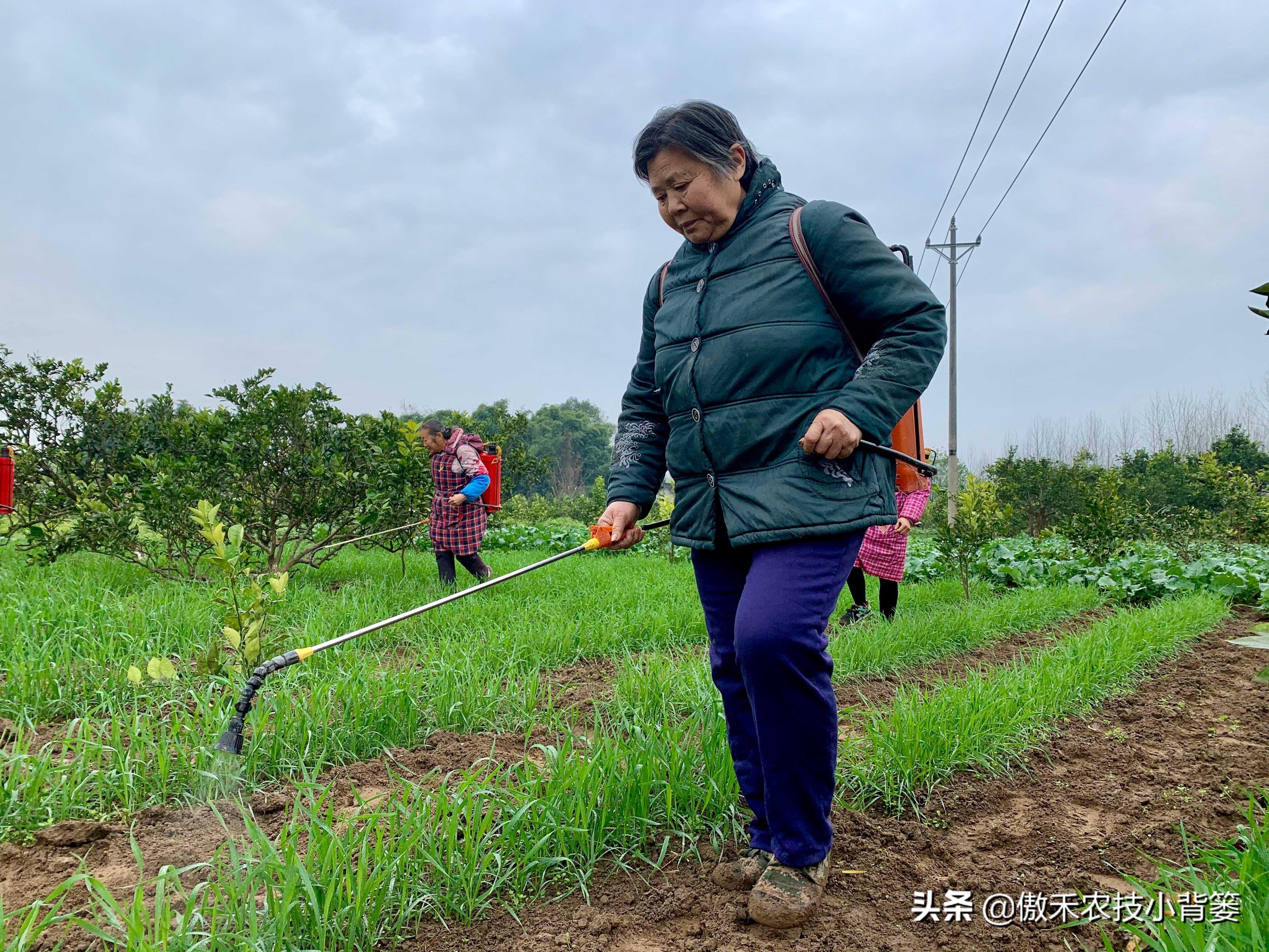 灭跳骚杀虫剂_灭跳蚤农药_杀虫剂灭跳蚤