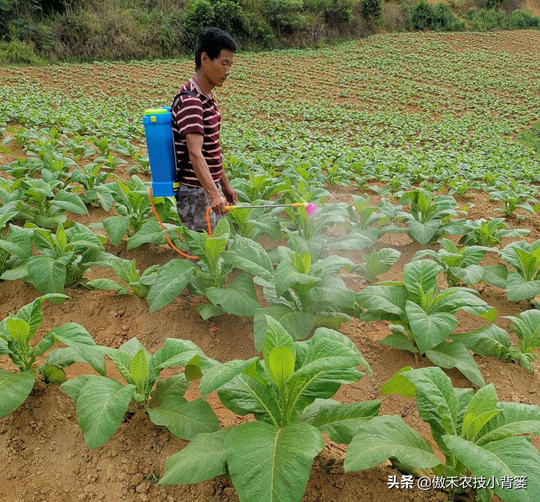 灭跳蚤农药_灭跳骚杀虫剂_杀虫剂灭跳蚤