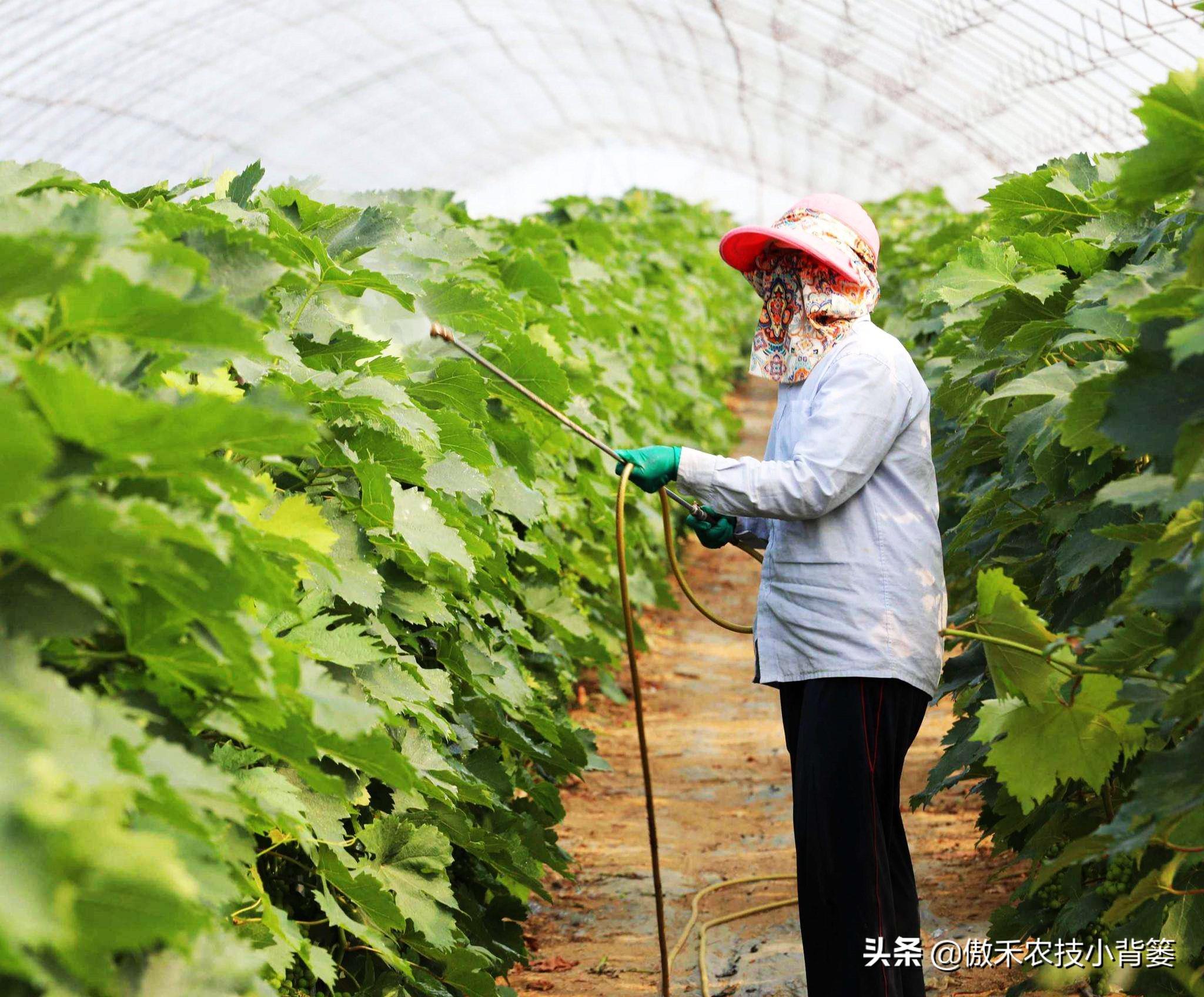 杀虫剂灭跳蚤_灭跳骚杀虫剂_灭跳蚤农药