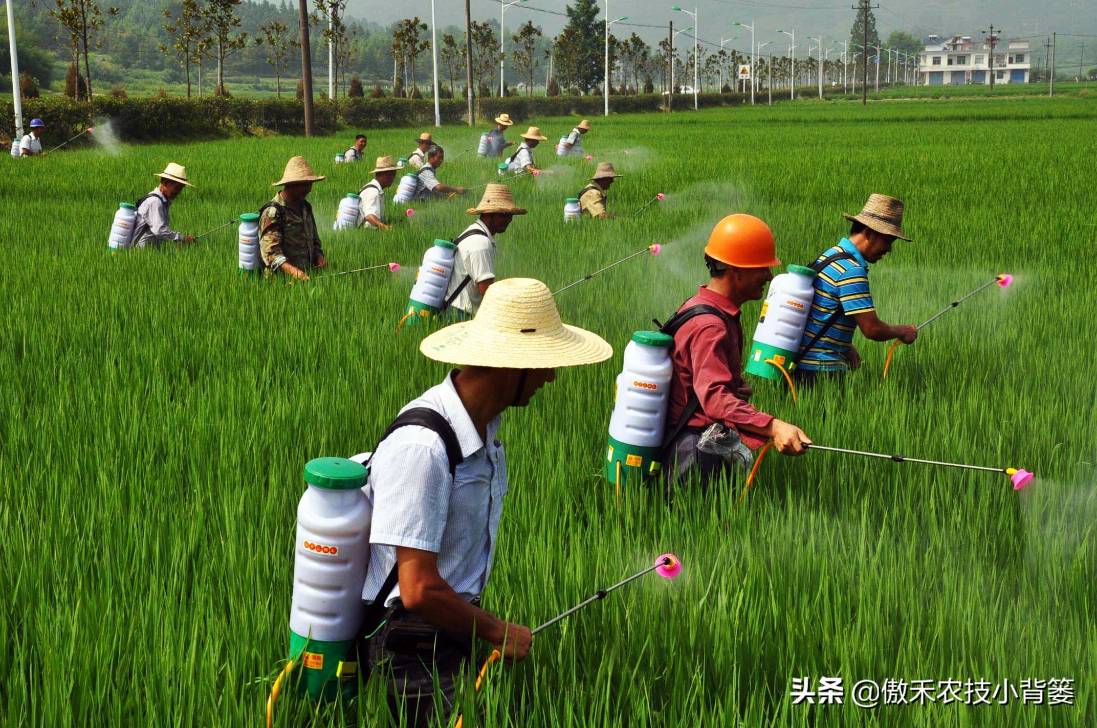 灭跳蚤农药_灭跳骚杀虫剂_杀虫剂灭跳蚤
