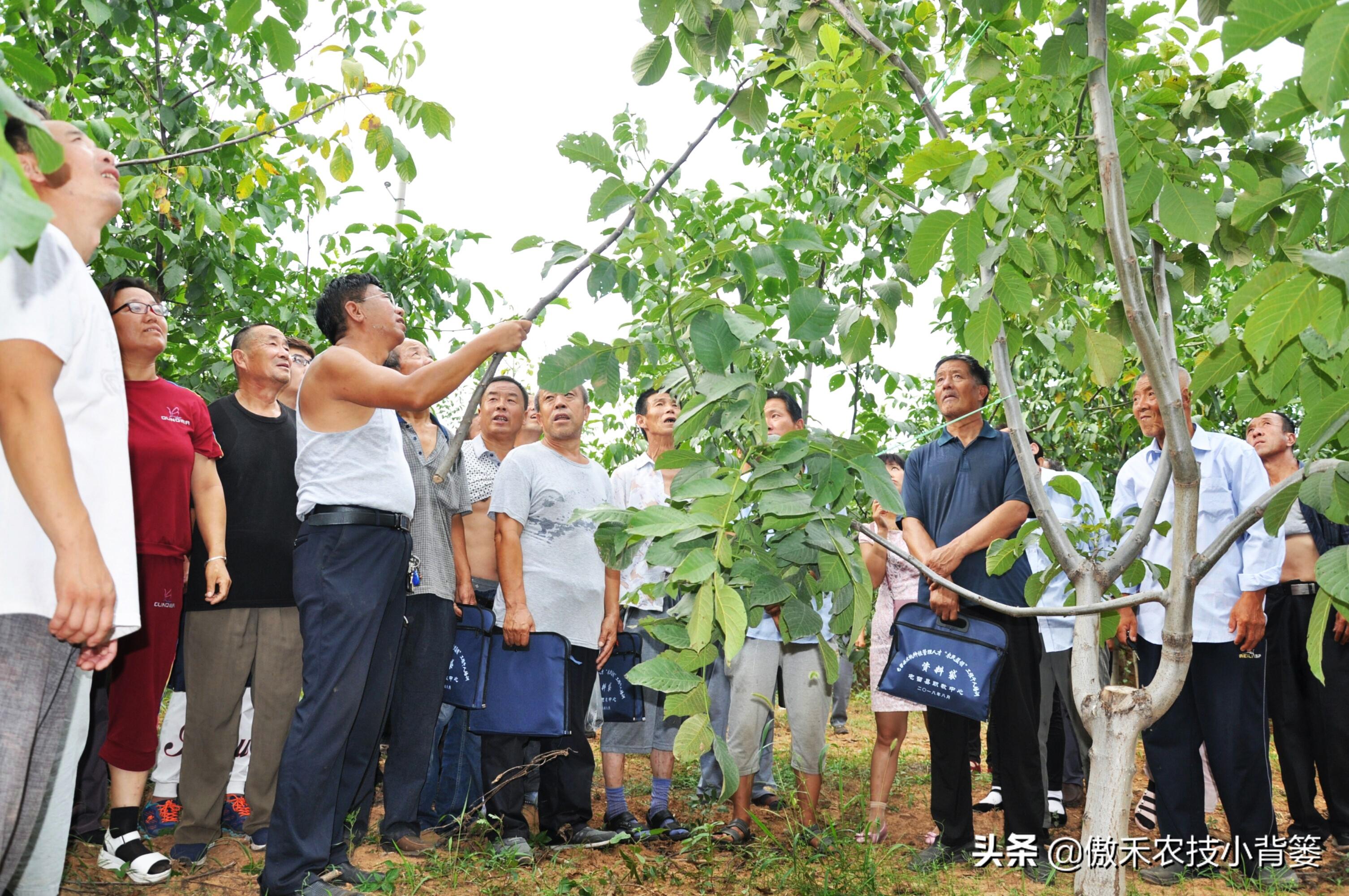 杀虫剂灭跳蚤_灭跳骚杀虫剂_灭跳蚤农药