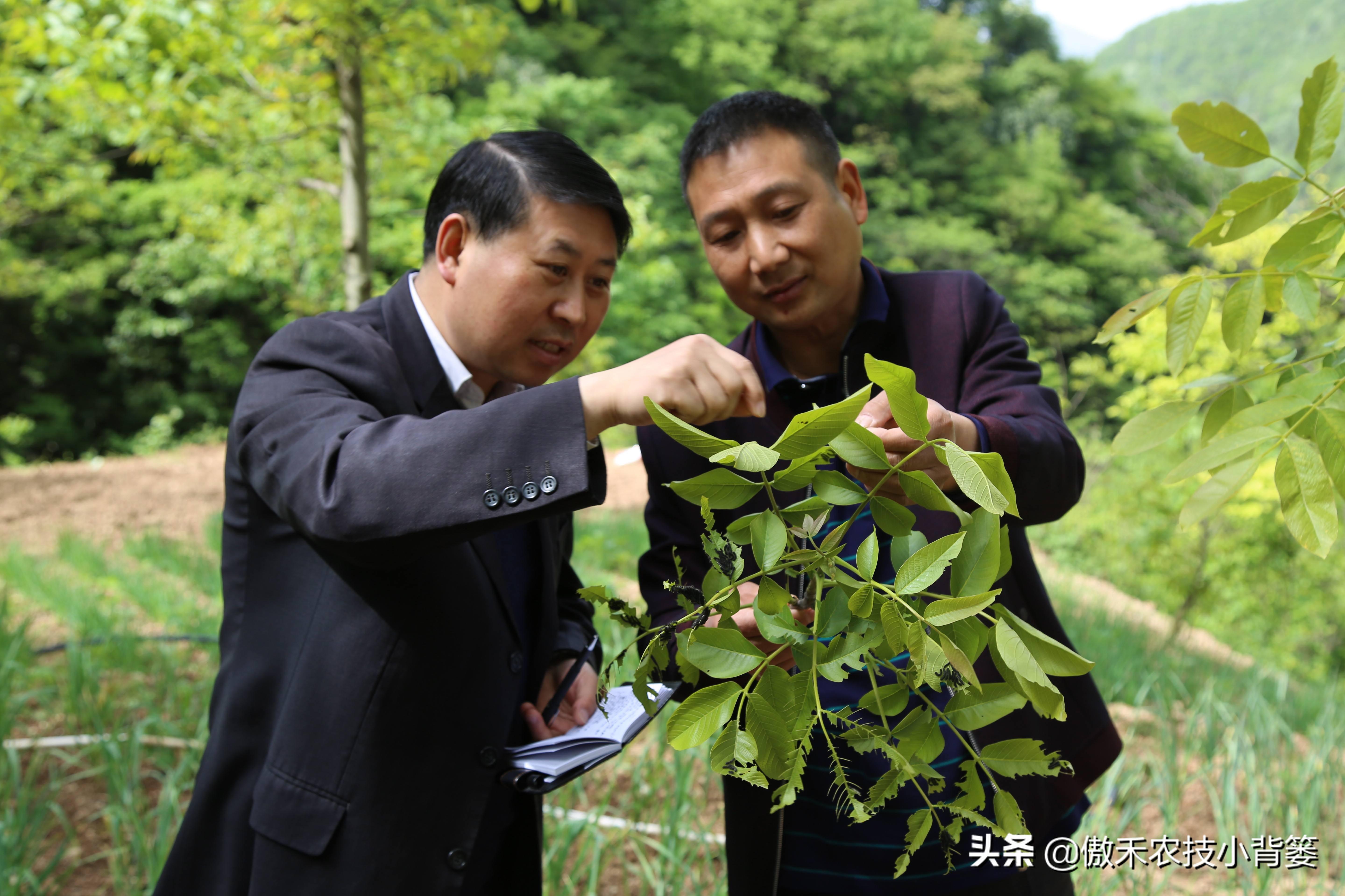 灭跳骚杀虫剂_杀虫剂灭跳蚤_灭跳蚤农药