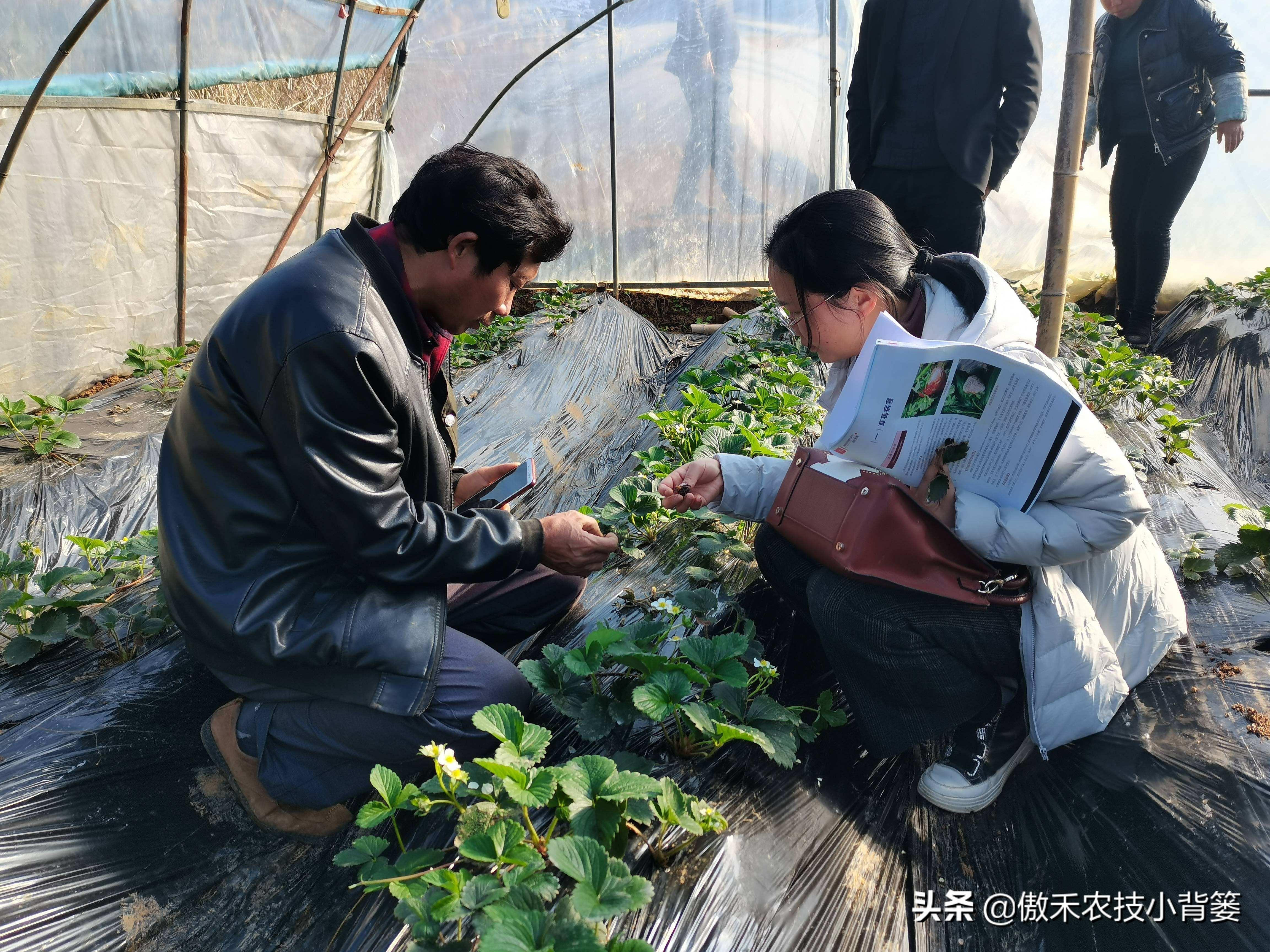 杀虫剂灭跳蚤_灭跳骚杀虫剂_灭跳蚤农药
