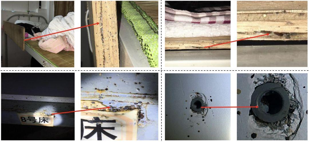 室内灭臭虫_室内杀臭虫什么药最好_室内杀臭虫
