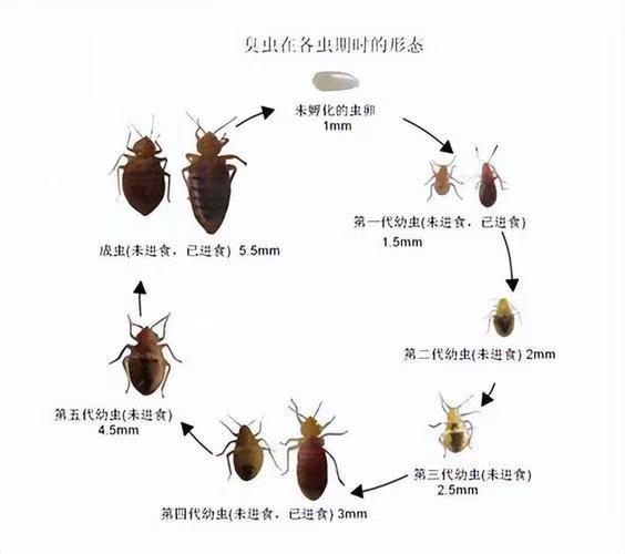 杀臭虫的药有毒吗_灭臭虫用什么药_灭臭虫的药