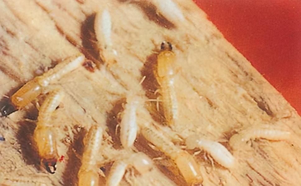 广州白蚁_广州白蚁灭杀_广州灭白蚁