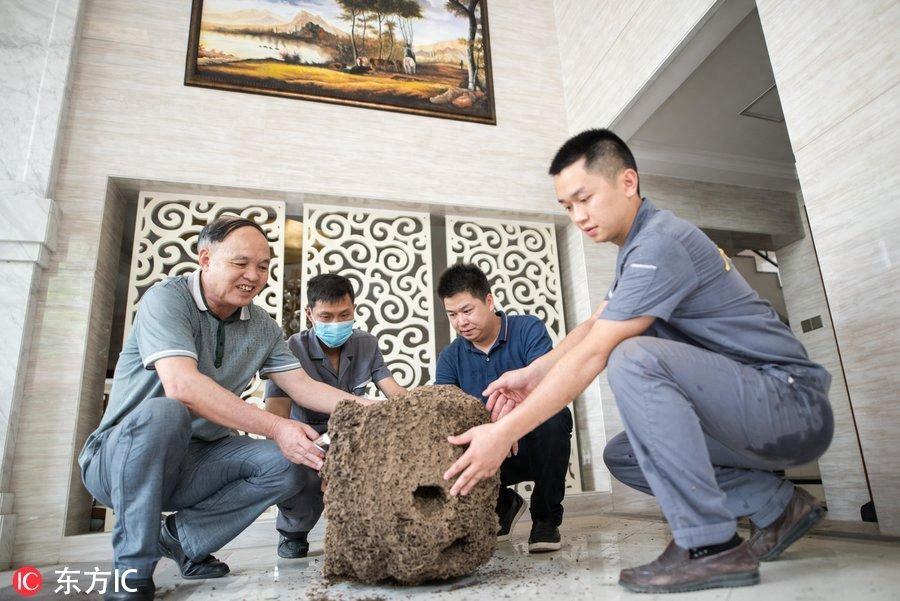 广州白蚁防治公司哪家好_广州白蚁_广州灭白蚁