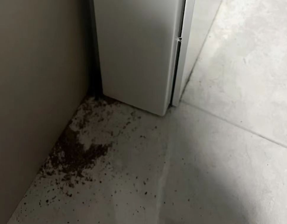 防治白蚁_防治白蚁的措施_防治白蚁找哪个部门