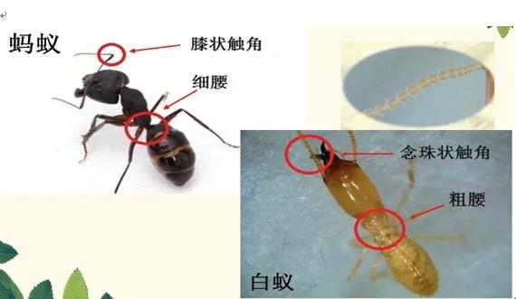 防治白蚁_防治白蚁特效药_防治白蚁找哪个部门