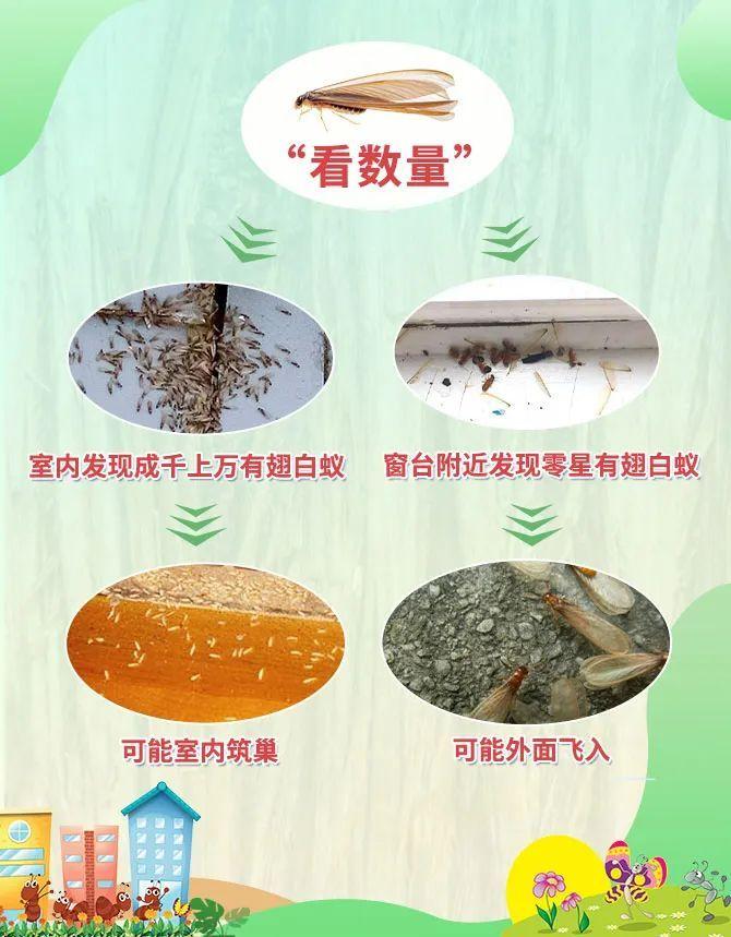 防治白蚁_防治白蚁找哪个部门_防治白蚁特效药