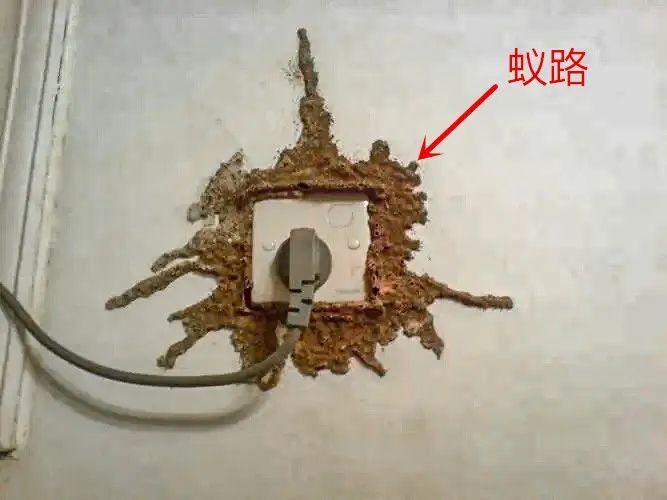 防治白蚁找哪个部门_防治白蚁_防治白蚁特效药