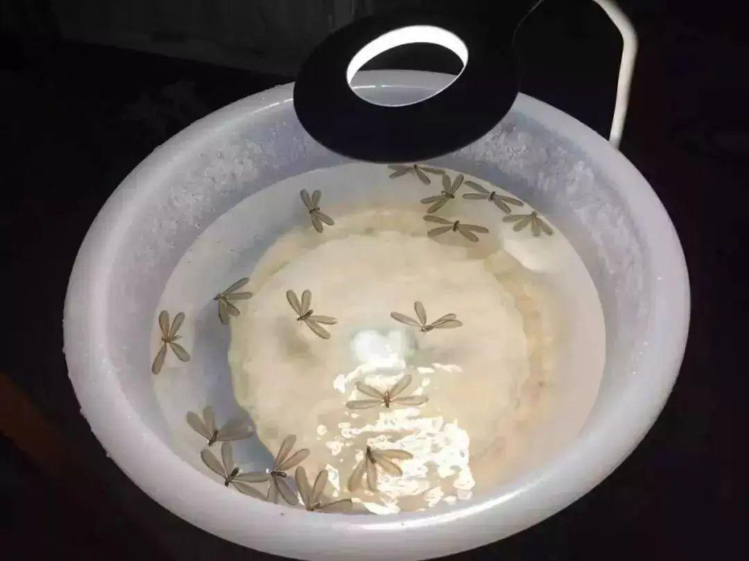 防治白蚁_防治白蚁特效药_防治白蚁找哪个部门