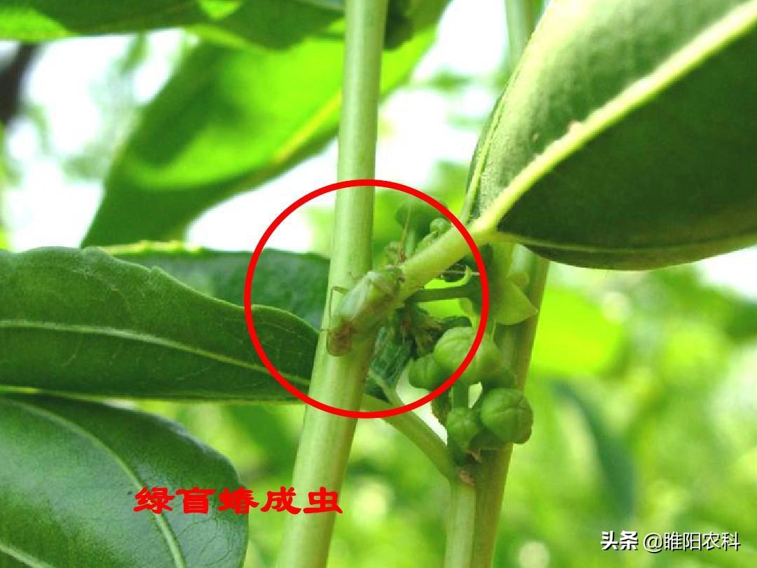 喷雾杀虫剂能杀死臭虫吗_臭虫喷雾器喷了臭虫会出来吗_灭臭虫喷雾剂