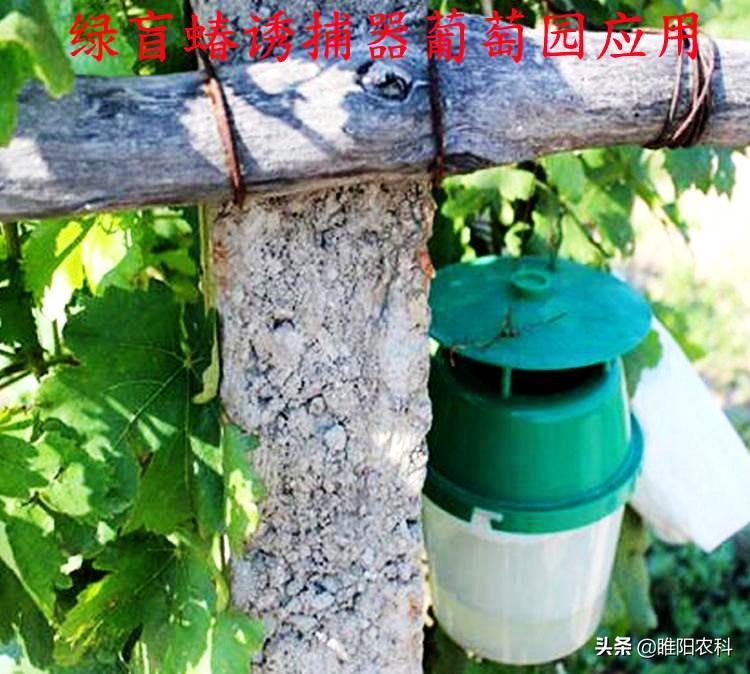 喷雾杀虫剂能杀死臭虫吗_臭虫喷雾器喷了臭虫会出来吗_灭臭虫喷雾剂