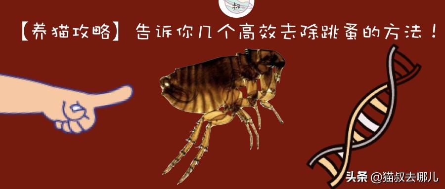 灭跳蚤最有效的偏方_灭跳蚤专用药_跳蚤灭法