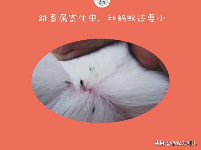 灭跳蚤最有效的偏方_灭跳蚤专用药_跳蚤灭法