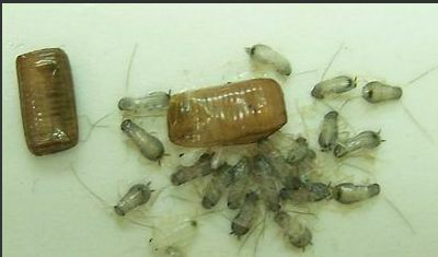 上门灭蟑螂服务电话_灭杀蟑螂上门服务多少钱一次_灭蟑螂的专业公司上门