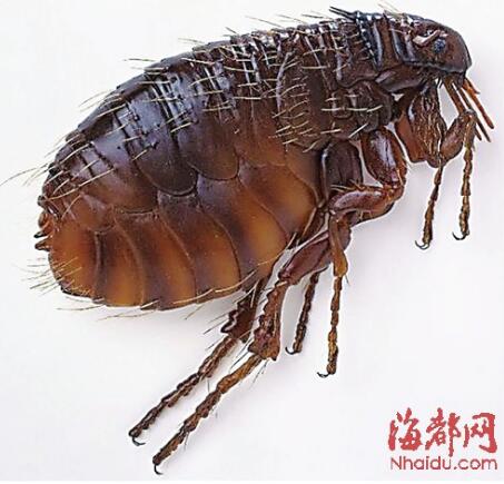 跳蚤灭法_灭跳蚤的_灭跳蚤特效药