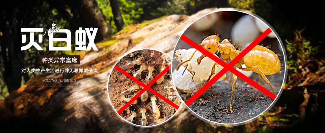 灭跳蚤特效药_跳蚤灭法_灭跳蚤神器