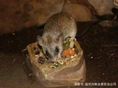 灭老鼠最好最快的药_老鼠药灭鼠有用吗_灭老鼠的药