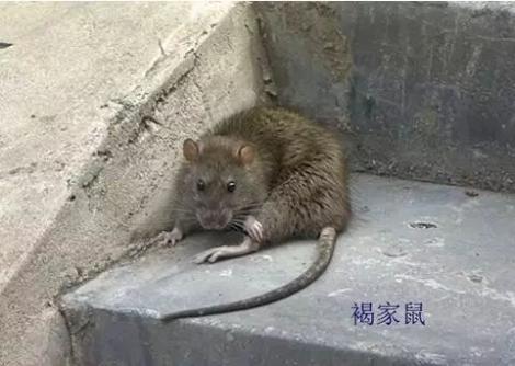 灭老鼠的杀虫剂_灭老鼠的药哪种比较好_灭老鼠最好最快的药