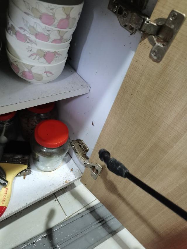 家里有蟑螂怎么办 灭蟑螂的专业公司上门-第4张图片