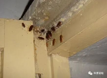 蟑螂灭_灭蟑螂杀蟑螂_灭蟑螂最有效