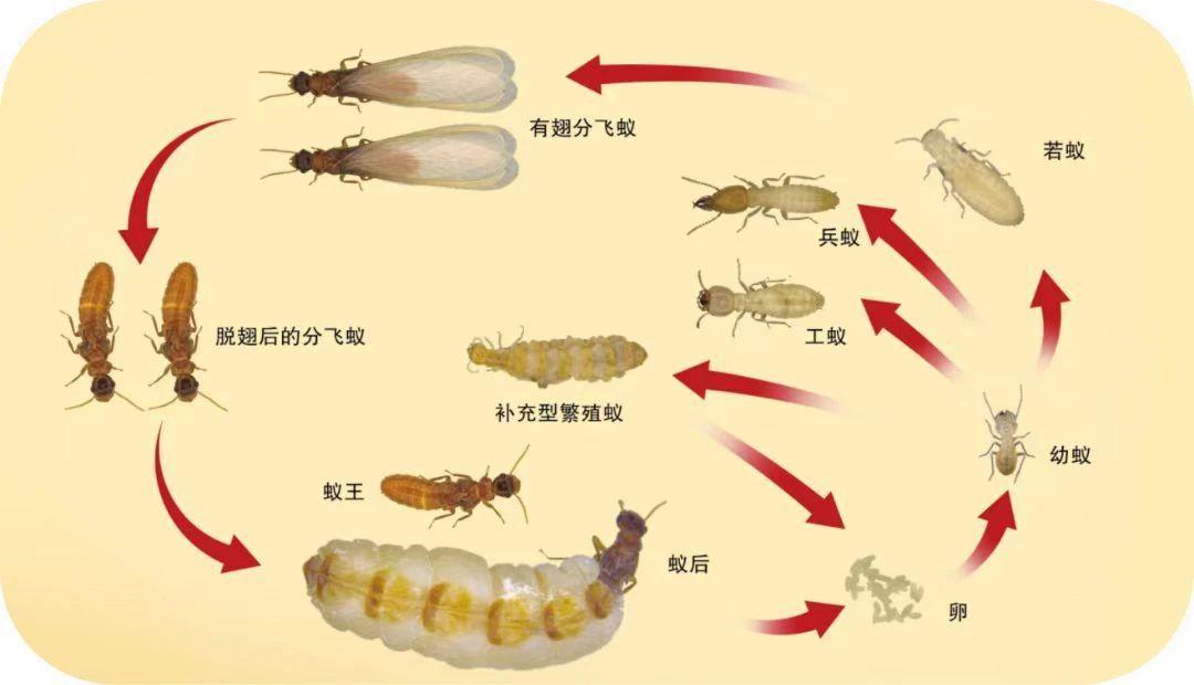 灭白蚁药_灭杀白蚁药_白蚁药灭白蚁的原理