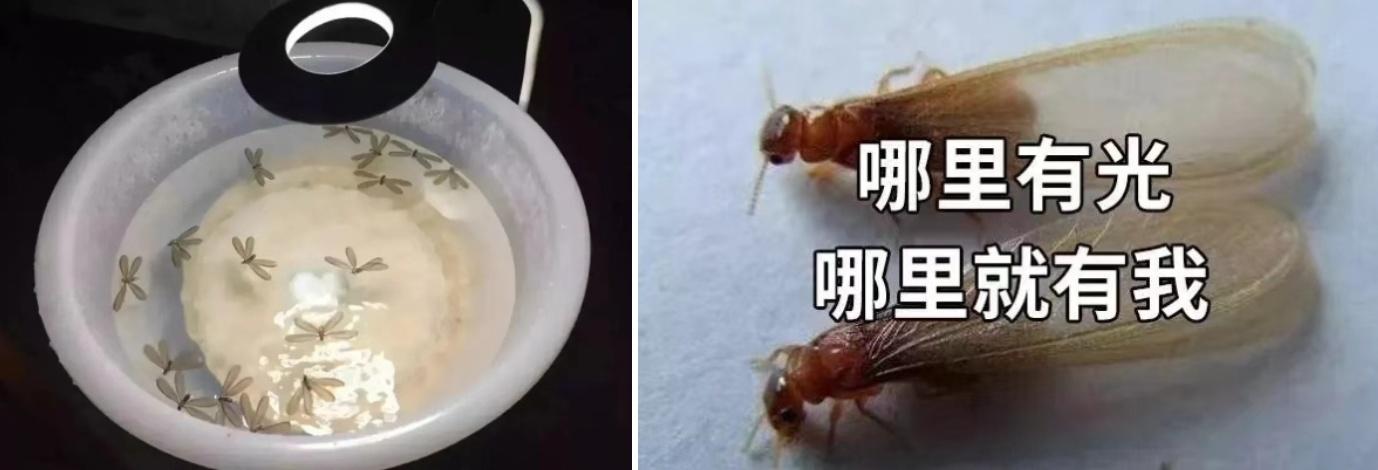 白蚁药灭白蚁的原理_灭杀白蚁药_灭白蚁药