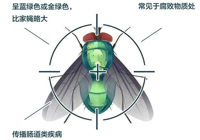 苍蝇消灭用什么工具_苍蝇能消灭干净吗_灭苍蝇什么比较好