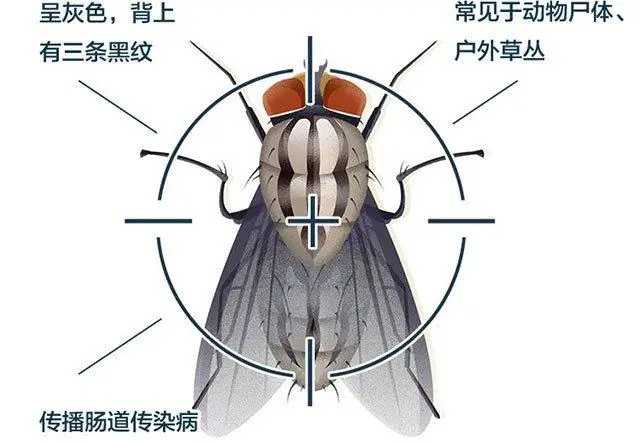 苍蝇消灭用什么工具_苍蝇能消灭干净吗_灭苍蝇什么比较好