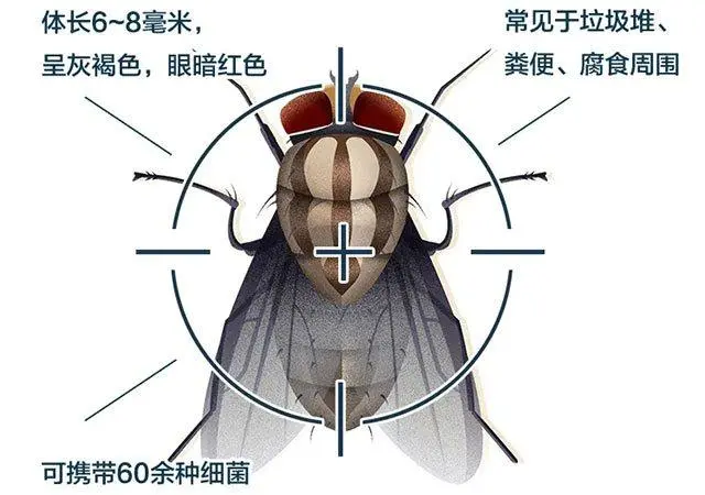 苍蝇消灭用什么工具_灭苍蝇什么比较好_苍蝇能消灭干净吗