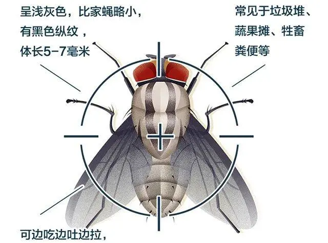 灭苍蝇什么比较好_苍蝇消灭用什么工具_苍蝇能消灭干净吗