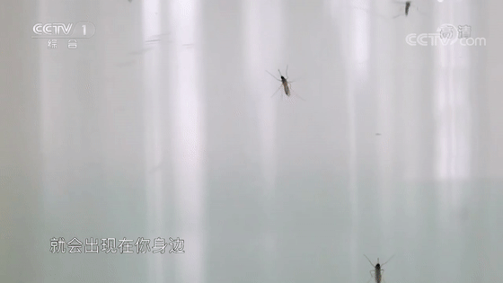 灭蚊子最有效的药是哪种_蚊子药灭蚊原理_灭蚊子的药叫什么名字